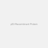 p53 Recombinant Protein
